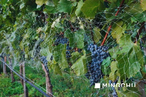 酿酒庄园葡萄种植技术